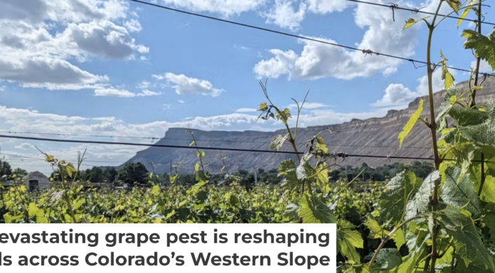 Colorado’s $3.9 billion wine industry is threatened by a tiny aphid. Courtesy of Charlotte Oliver